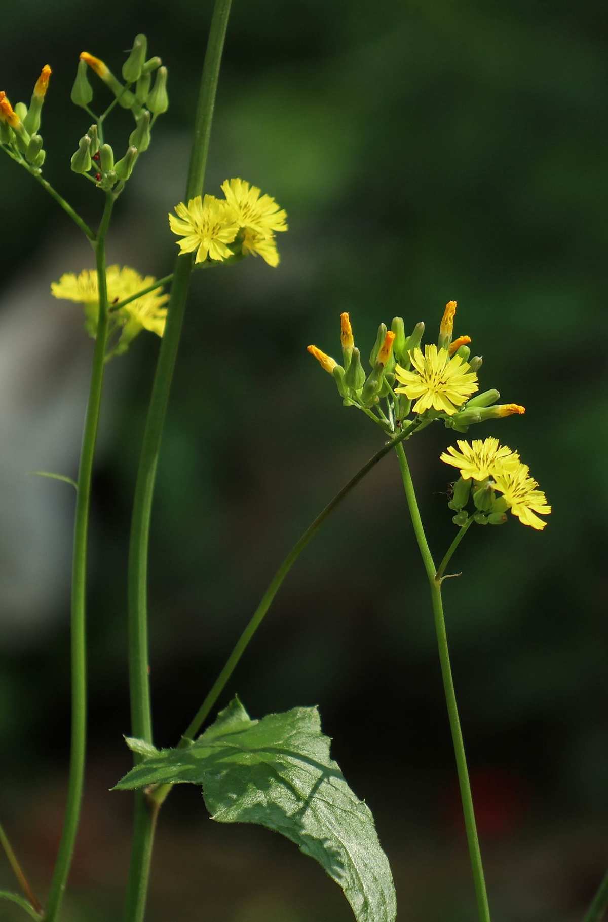 黄鹌菜