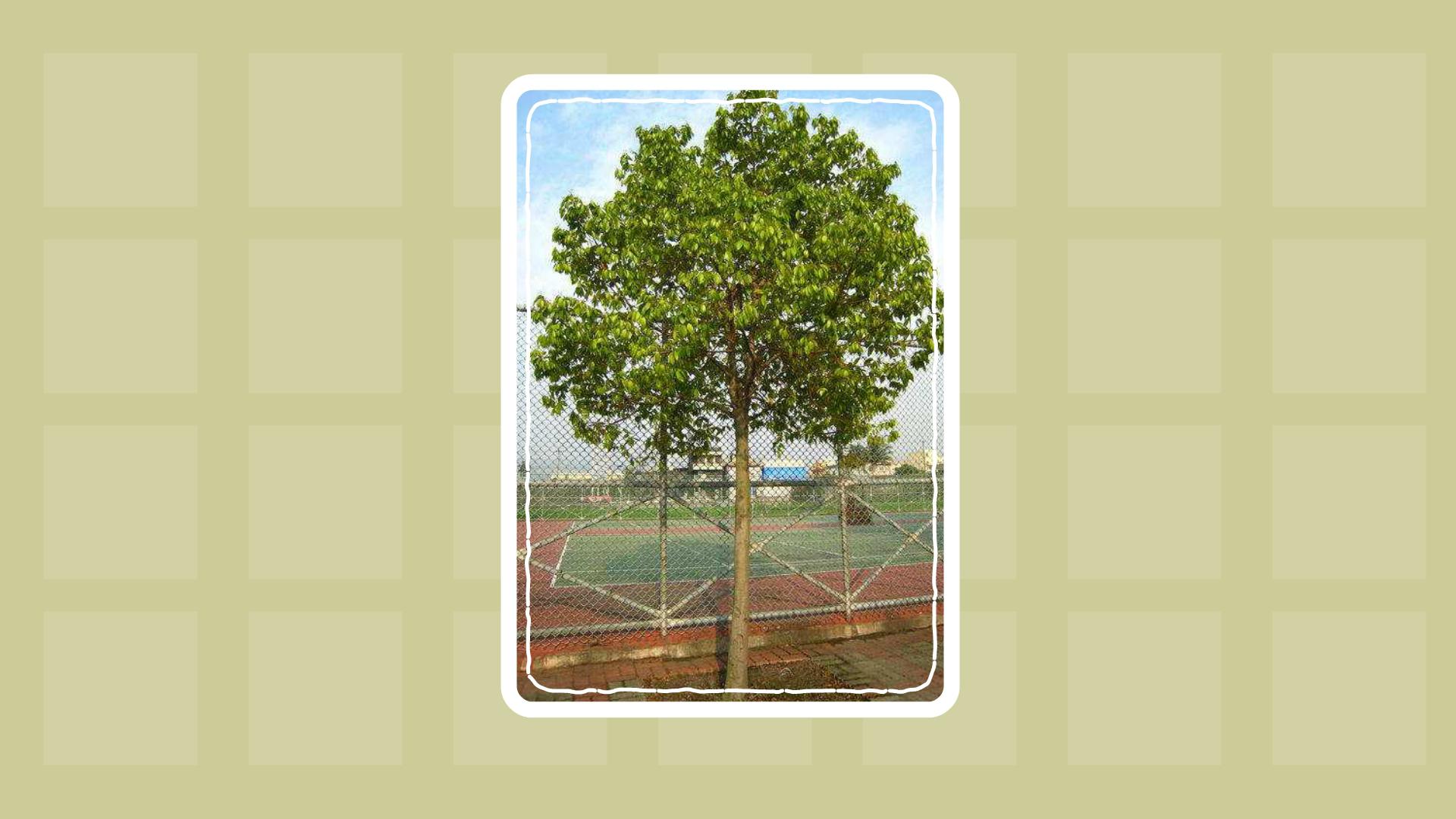 一分钟了解肉桂树