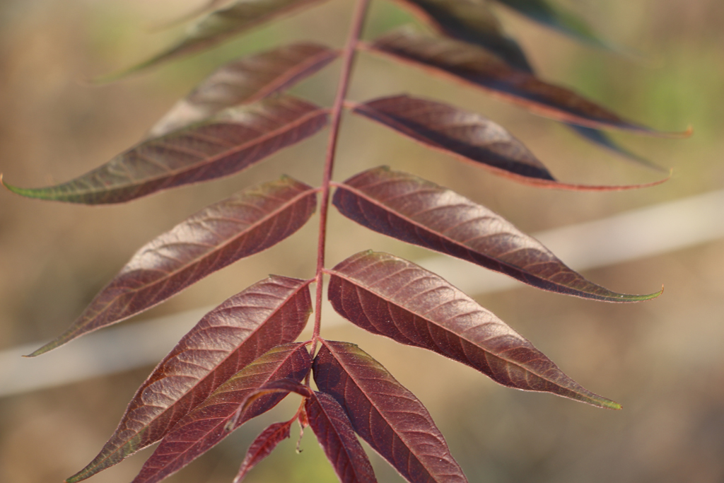 红叶椿