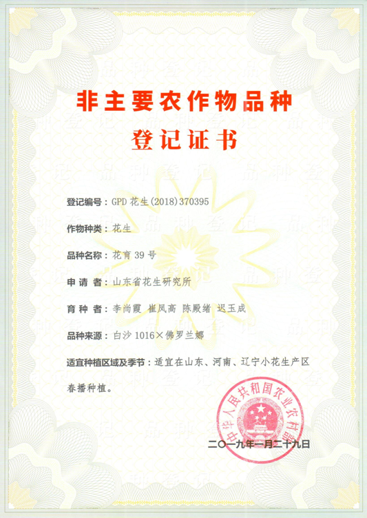 佛罗兰娜为父本,杂交选育而成的珍珠豆型鲜食小花生品种