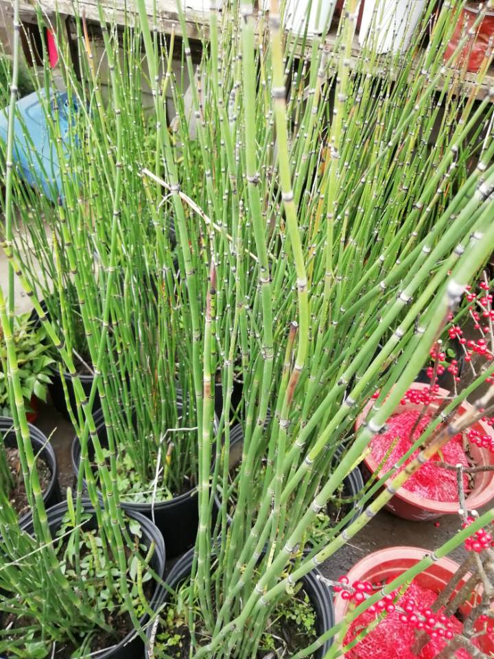 l  ve)是木贼科木贼属植物,节节草的一个变种,又名纤弱木贼和