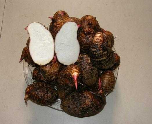  p data-id="gnbpcnw8pc">红芋是天南星科岩芋属的湿生草本植物.