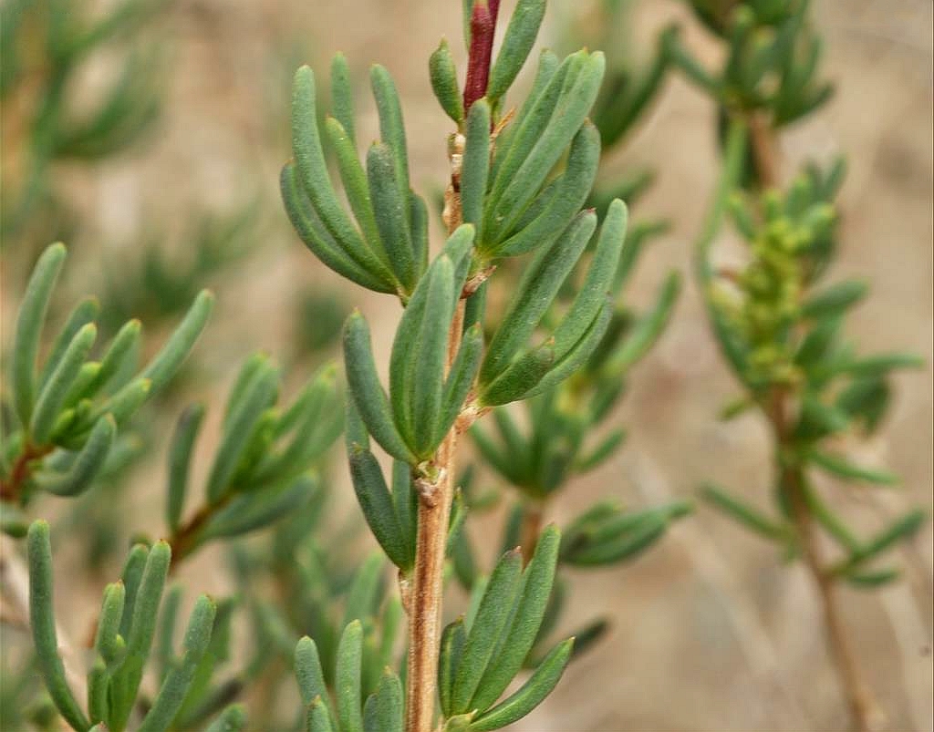  p>松叶猪毛菜(学名: i>salsola laricifolia /i> turcz. ex litv.