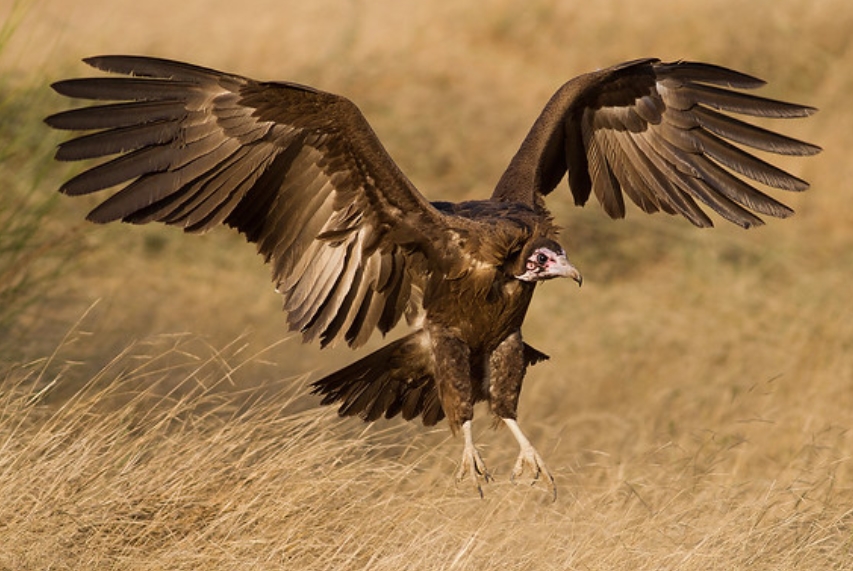  p>头巾兀鹫(学名: i>necrosyrtes monachus /i>):是鹰科,兀鹫属的一