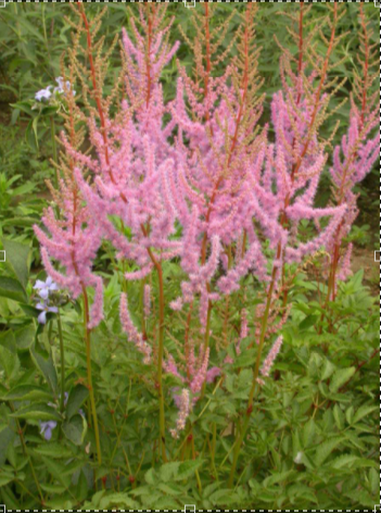  p>酒药花醉鱼草(学名: i>buddleja myriantha  /i>diels.
