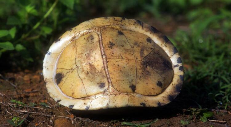  p>闭壳龟属(学名: i>cuora /i>)是龟鳖目,龟