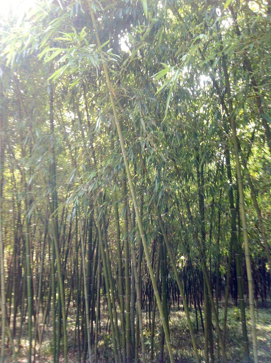  p>刚竹属(学名:phyllostachys)是禾本科 a target="_blank" href="