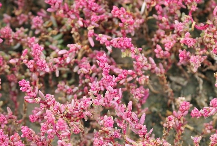 bunge)是藜科,碱蓬属一年生 a target="_blank" href="/item/草本