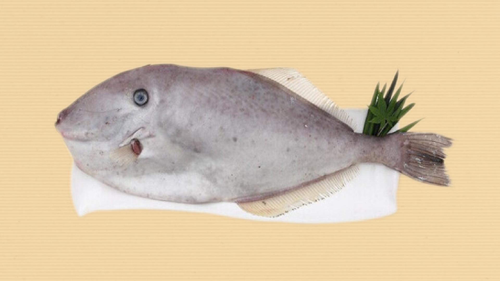 一分钟了解马面鱼