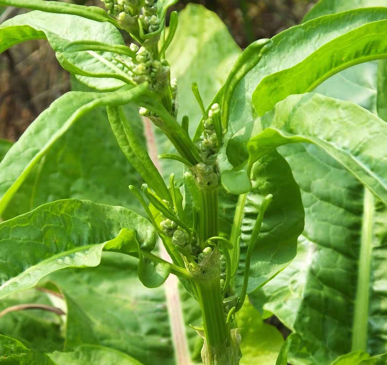 这种植物，人称“金不换”，价值极高，你一定要认识它_百科TA说