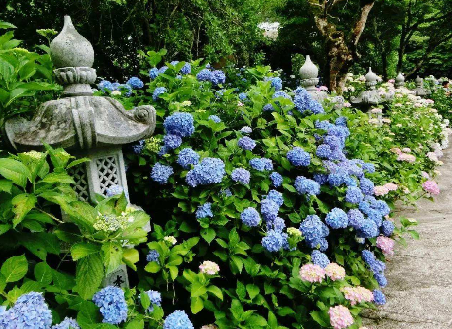 圆锥绣球花期晚 8月开花大如 冰激凌 耐寒 北方花友首选 百科ta说
