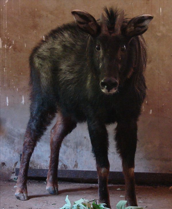 所以这种动物的俗名就复杂了,明鬃羊,山驴,天马,或者干脆叫做四不像