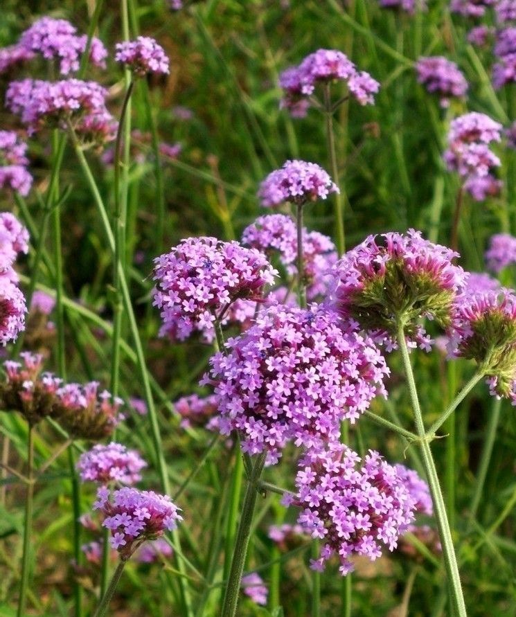  p data-id="gncnbj583r">马鞭草又叫马鞭梢, a target="_blank" href