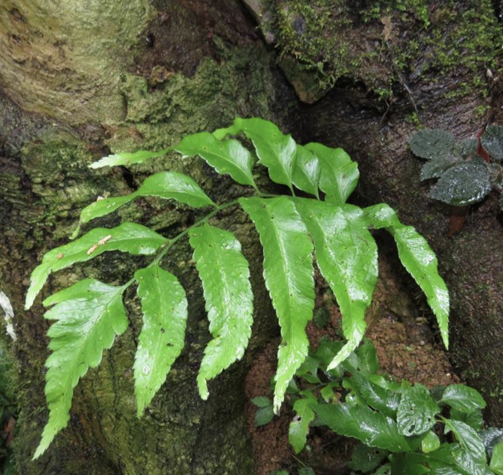 ching)是鳞毛蕨科,黔蕨属植物.