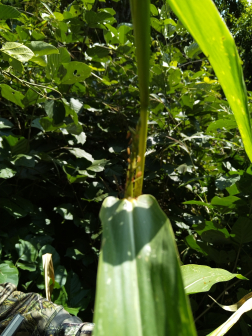 大刍草（禾本科玉蜀黍属多年生草本植物）_百度百科
