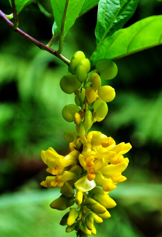 什么叫倒插莲花(性倒插花是什么意思)