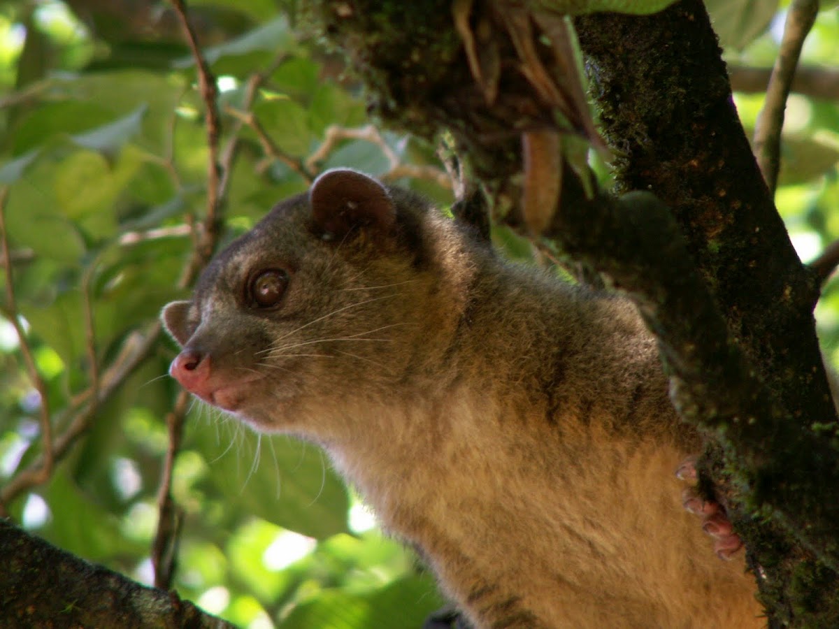 有黑色眼斑;尾部有多条黑白相间的环纹;裂齿和臼齿的形状与熊类相似
