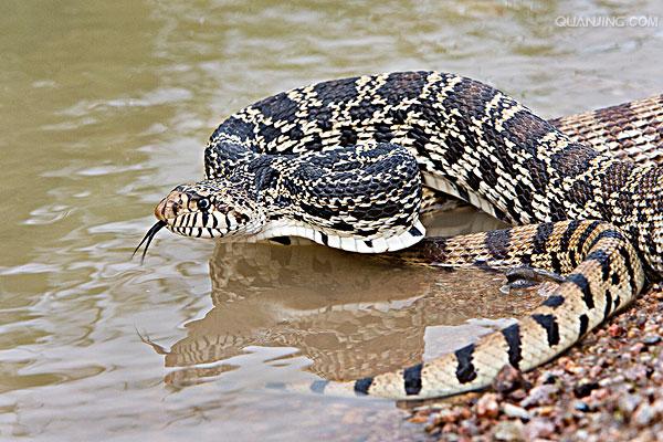  p>游蛇科 (colubridae)动物, a href="#" data-lemmaid="8074290">学