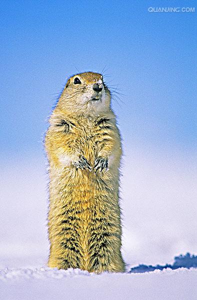  i>spermophilus dauricus /i>)别名黄鼠,蒙古黄鼠,草原黄鼠,豆鼠子