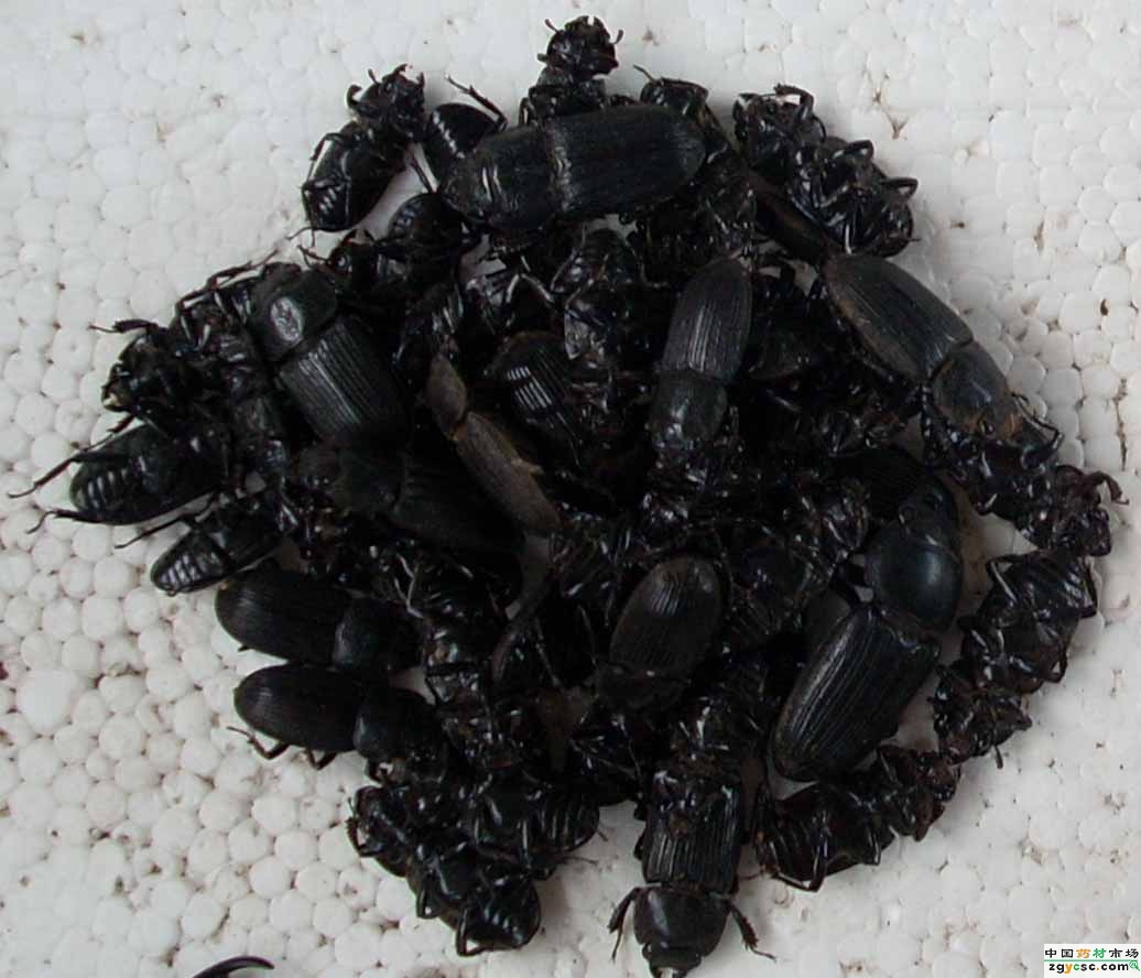  p>蜣螂(qiāng láng,英文dung beetle)俗称屎壳郎(shǐ ke làng)