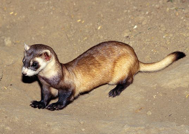  p>黑足鼬(学名: i>mustela nigripes /i>):是一种原产于北美洲的小型
