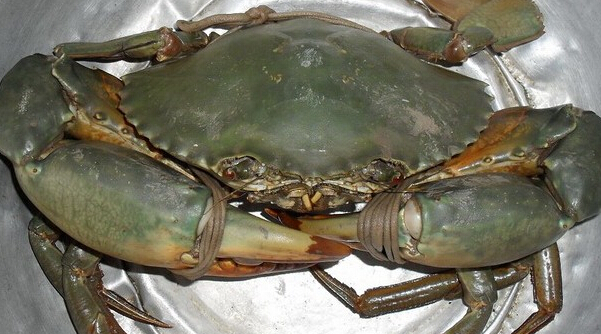  p>锯缘青蟹(学名: i>scylla serrata /i>)是梭子蟹科,青蟹属 a