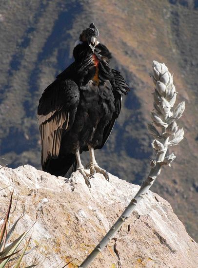  p>安第斯神鹫(学名: i>vultur gryphus /i>):又叫康多兀鹫,也有人叫