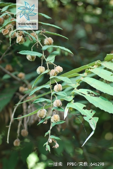  p>一担柴(学名colona floribunda (wall.) craib.