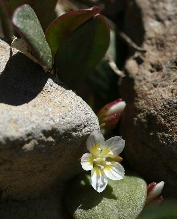 gray) parry ex s. watson