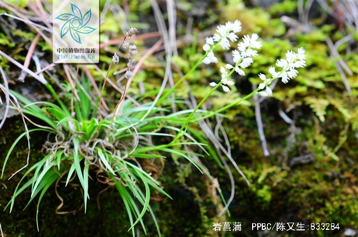  p>岩菖蒲,中药名.