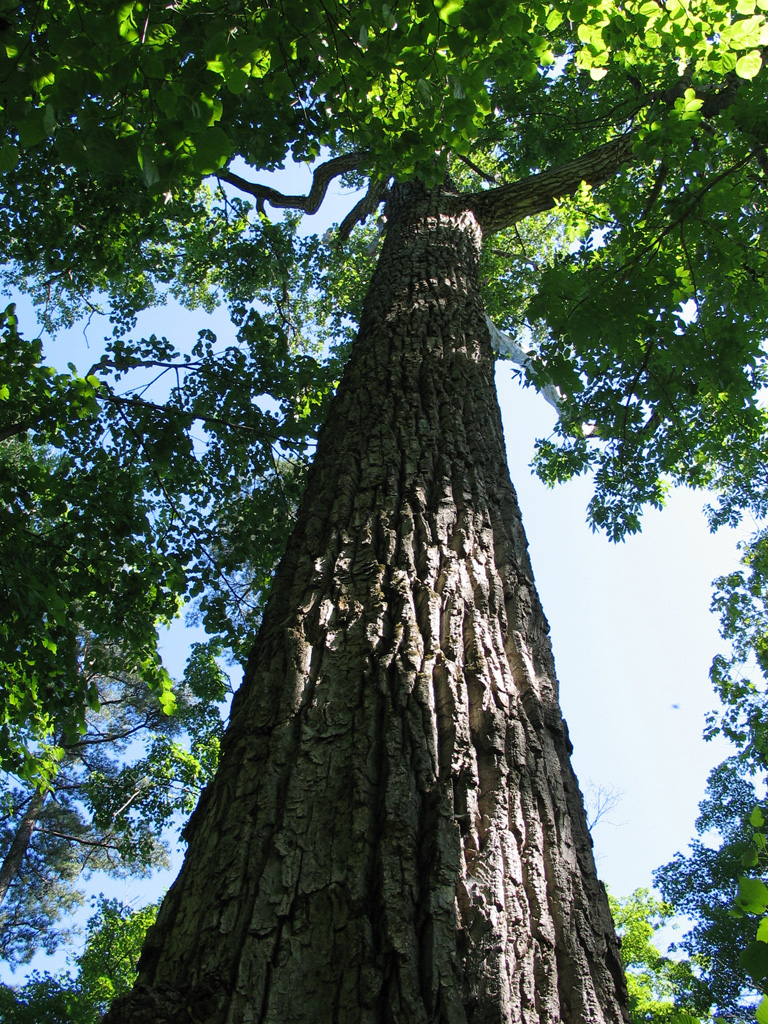 populus ussuriensis kom
