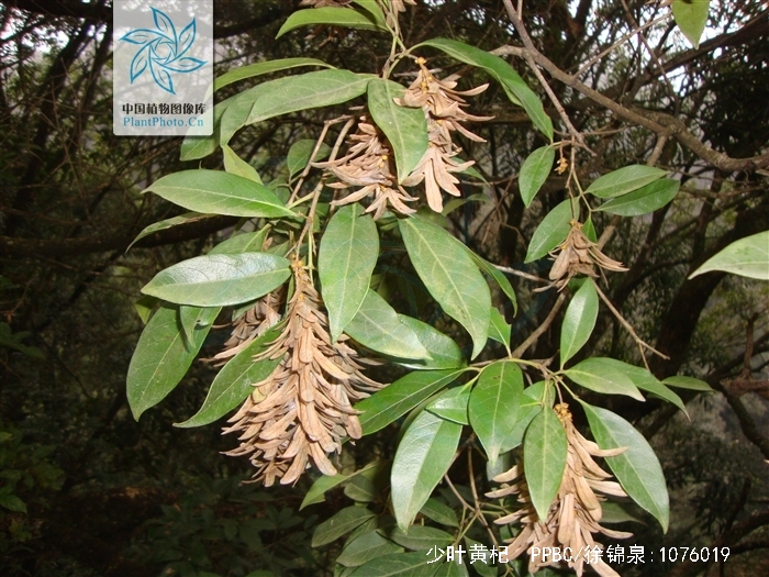  p>少叶黄杞(学名: i>engelhardtia fenzlii /i> merr.