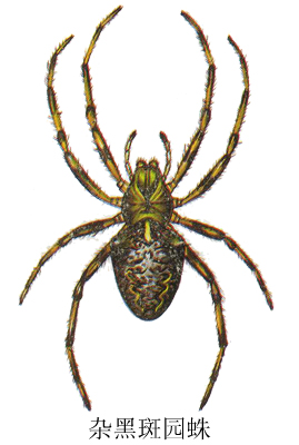  p>杂黑斑圆蛛(araneus variegatus yaginuma, 1960)是园蜘科,园蛛属
