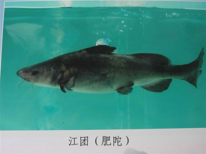  p> a target="_blank" href="/item/清江鱼/7142654" data-lemmaid="