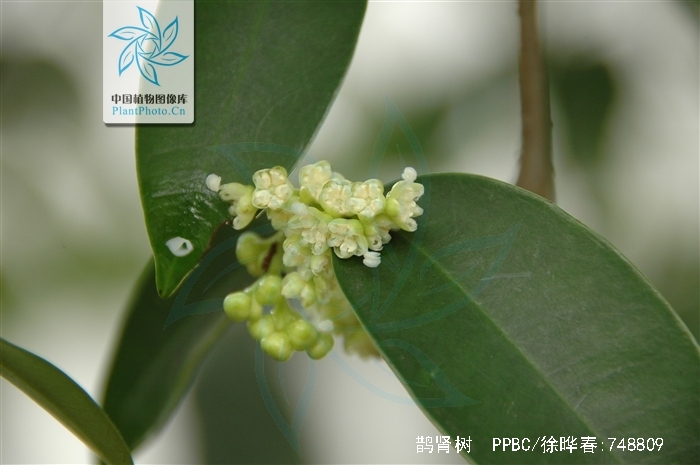  p>鹊肾树(学名: i>streblus asper /i> lour.