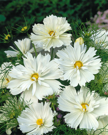 白蝶波斯菊Psycho White Cosmos