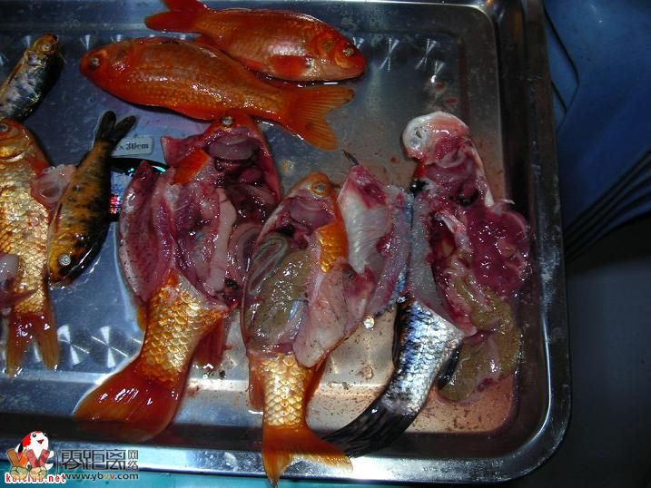 棒花指环虫