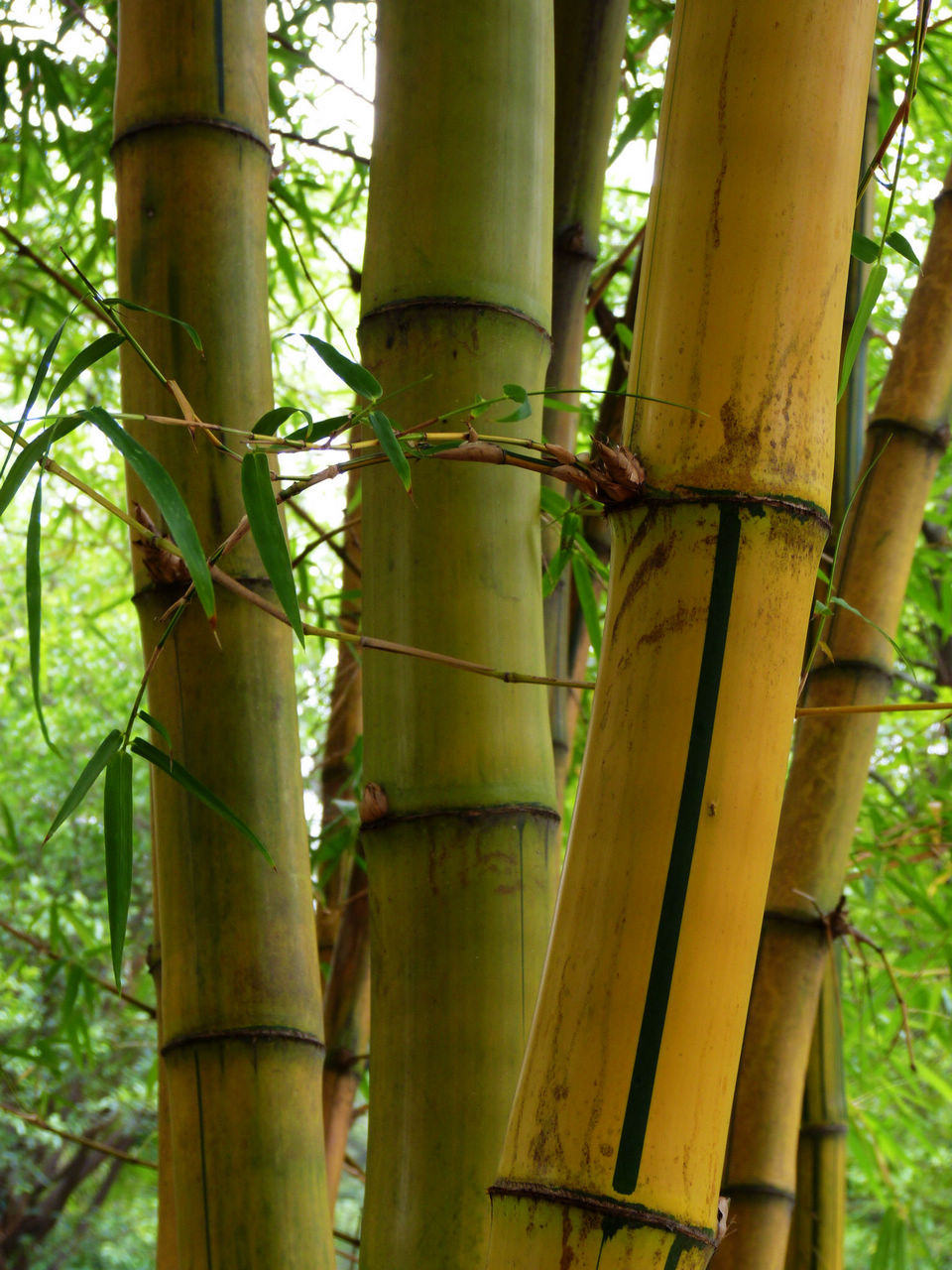  p>碧玉间黄金竹是 a href="#" data-lemmaid="2458872">禾本科 /a>