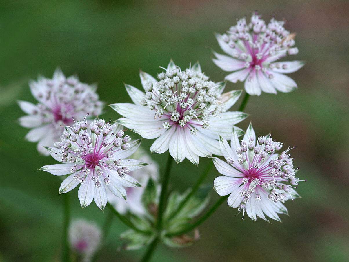  p>簇花芹(学名:ferula meyeri)是 a href="#" data-lemmaid="8249341