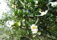 油茶树