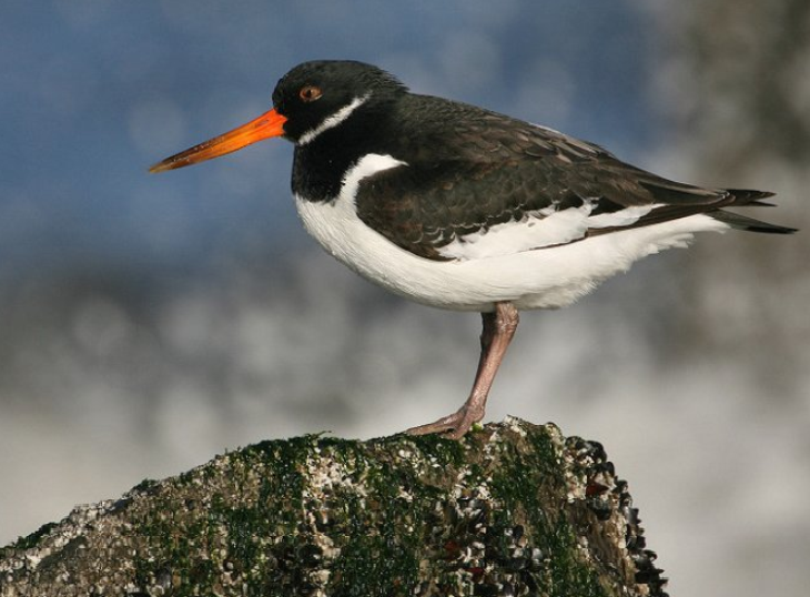 (拉丁名: i>haematopus ostralegus /i>)是中型涉禽,体羽以纯黑色或黑
