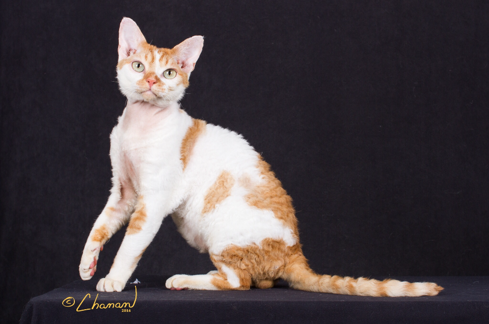  p>德文卷毛猫,别名 德文帝王猫,英文名 devon rex.