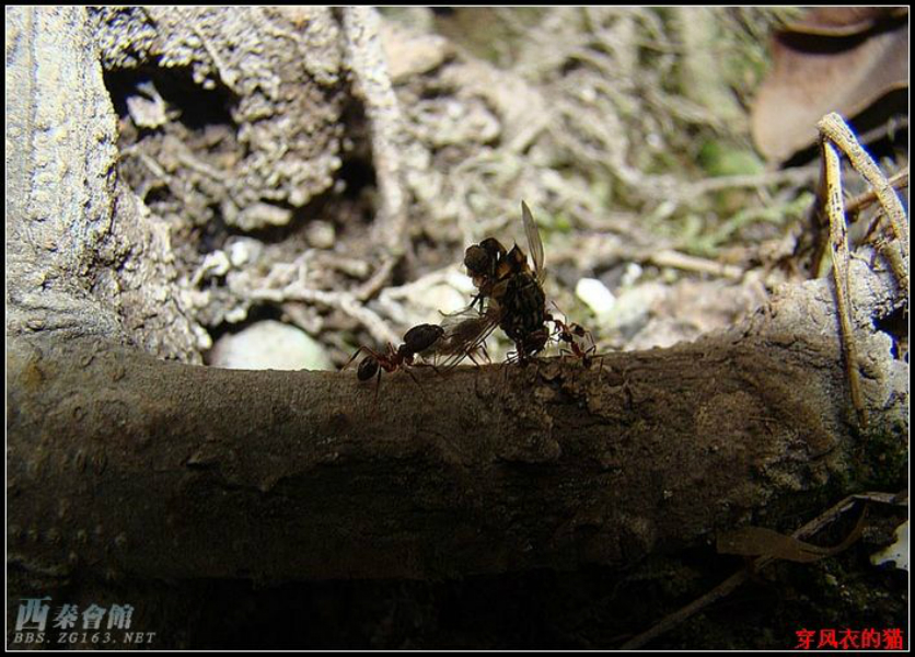 黄丝蚂蚁