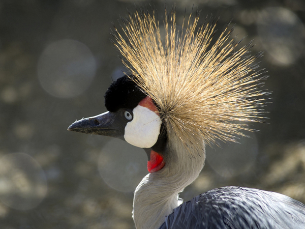  p>鸟类羽冠(bird crista):亦称 a href="#" data-lemmaid="22736143"