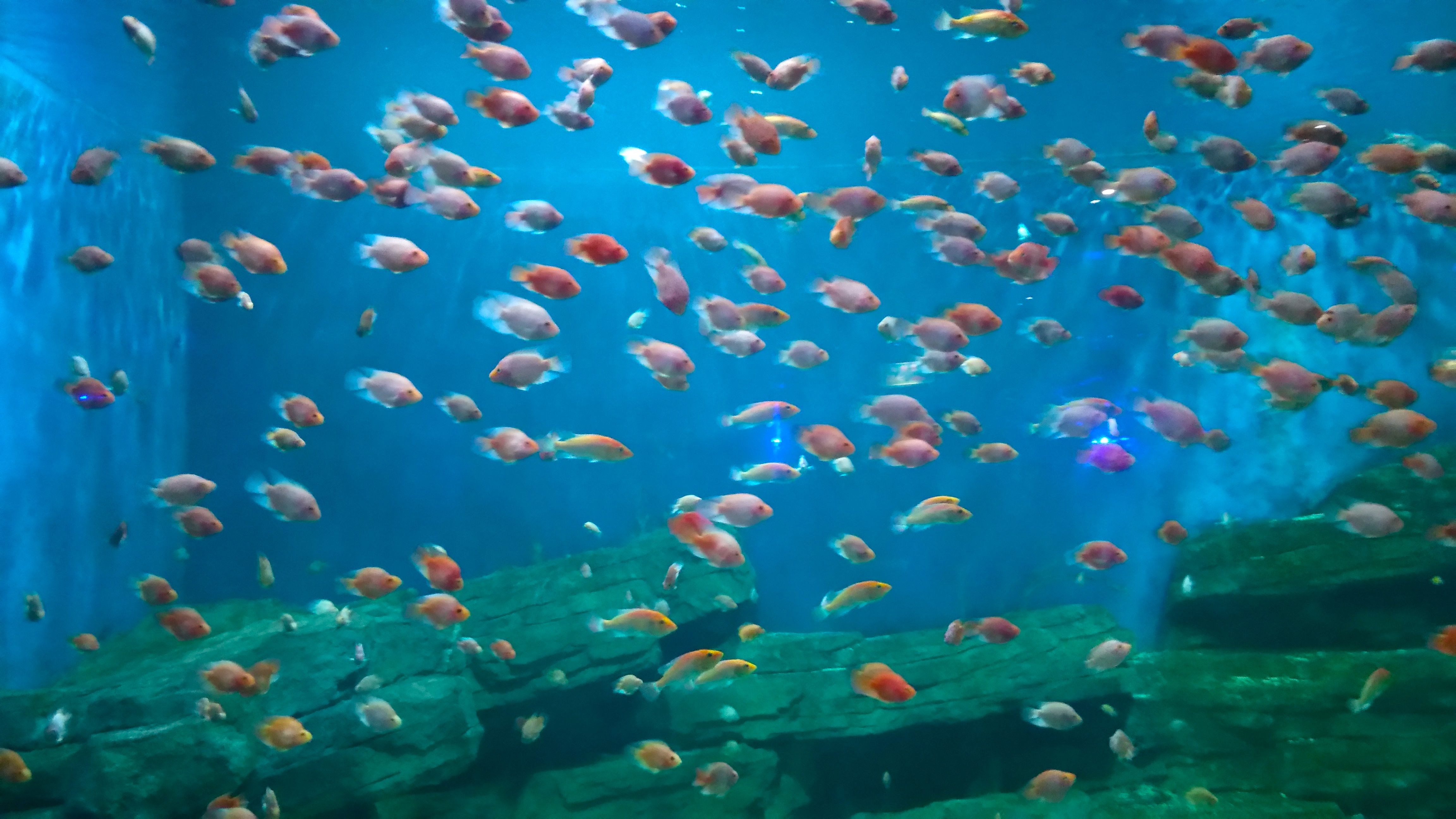 开封东京海洋馆