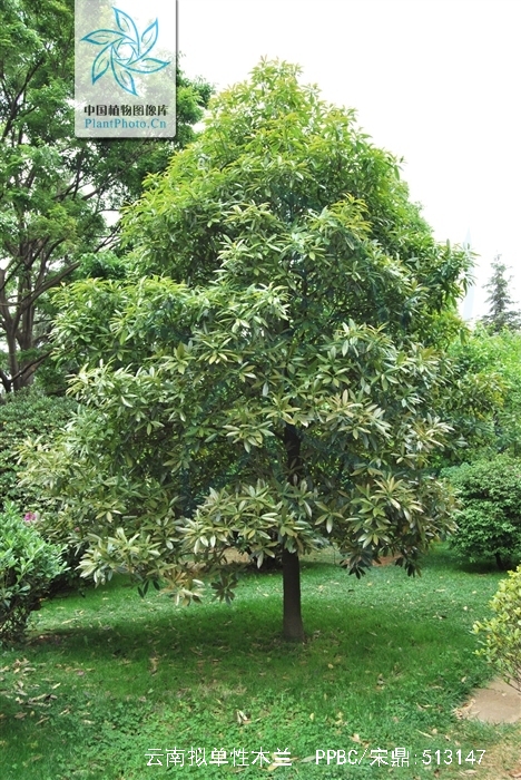  p>云南拟单性木兰(学名: i>parakmeria yunnanensis /i> hu )是木兰