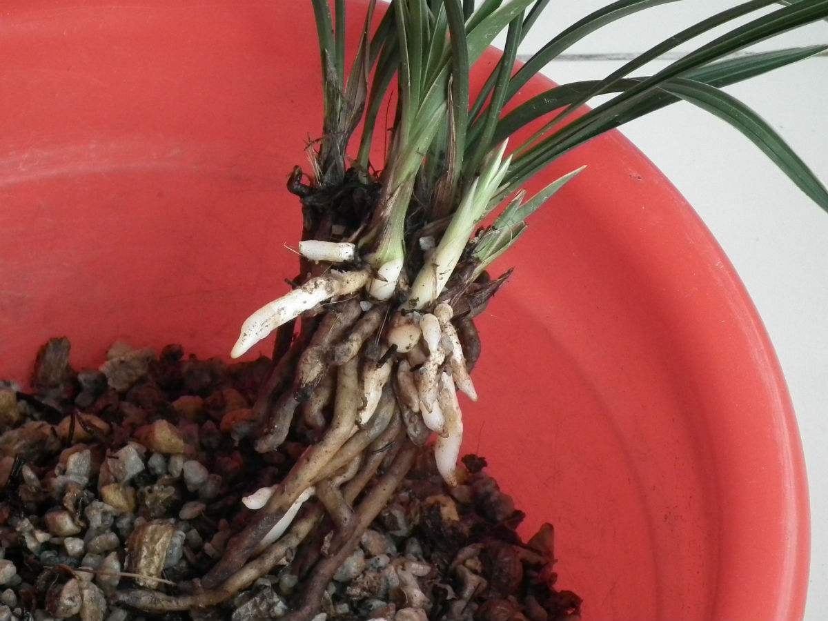 为兰科植物建兰,寒兰或台兰的根.其味辛,性微寒.