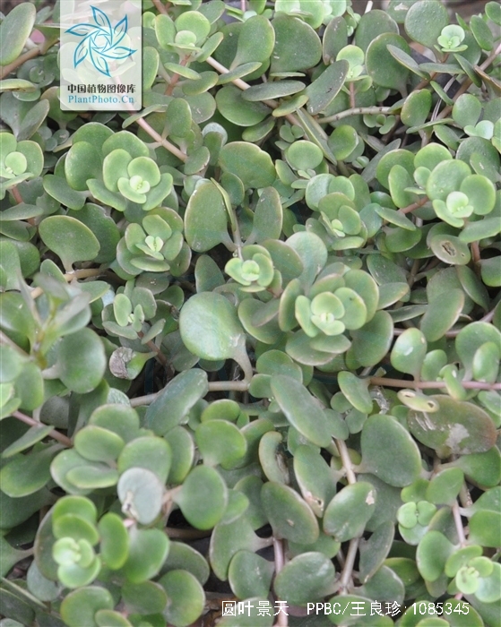  p>圆叶景天( i>sedum sieboldii /i>), a target="_blank" href="