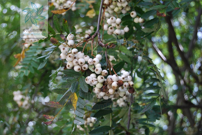  p>四川花楸(学名:sorbus setschwanensis (c. k. schneid.
