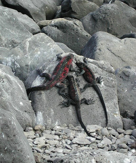  p>海鬣蜥(学名: i>amblyrhynchus cristatus /i>):是仅出没在 a href